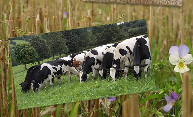 Zur Referenz Agrargenossenschaft Königswalde 